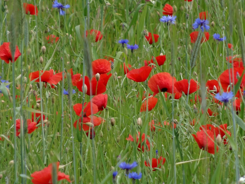 Meadow flower meadow summer