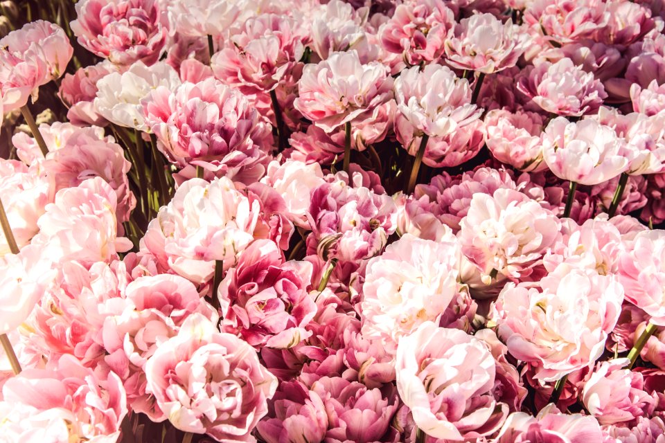 Flower Flowering Plant Pink Plant