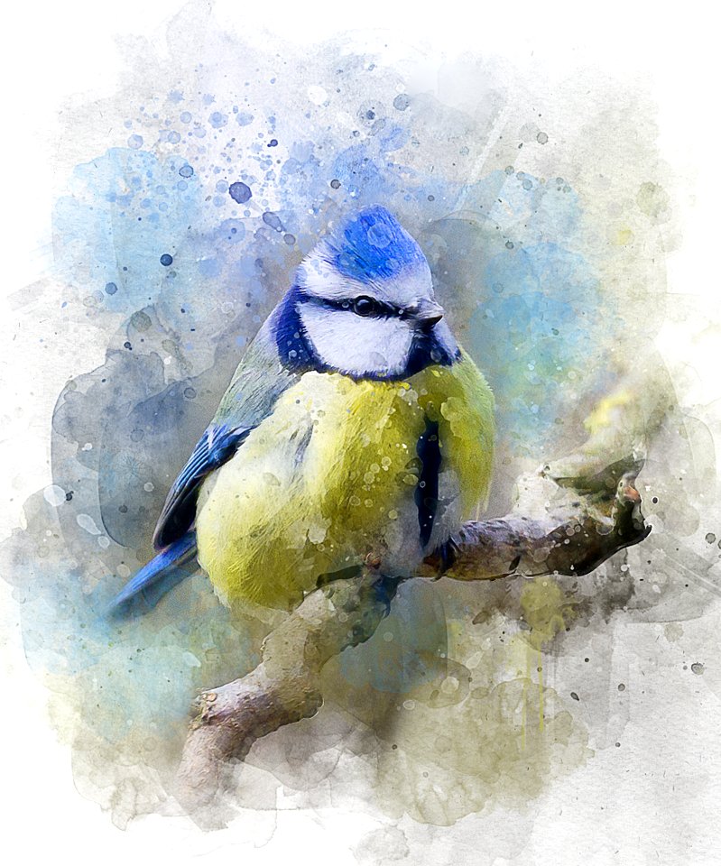 Watercolor Paint Bird Painting Flightless Bird