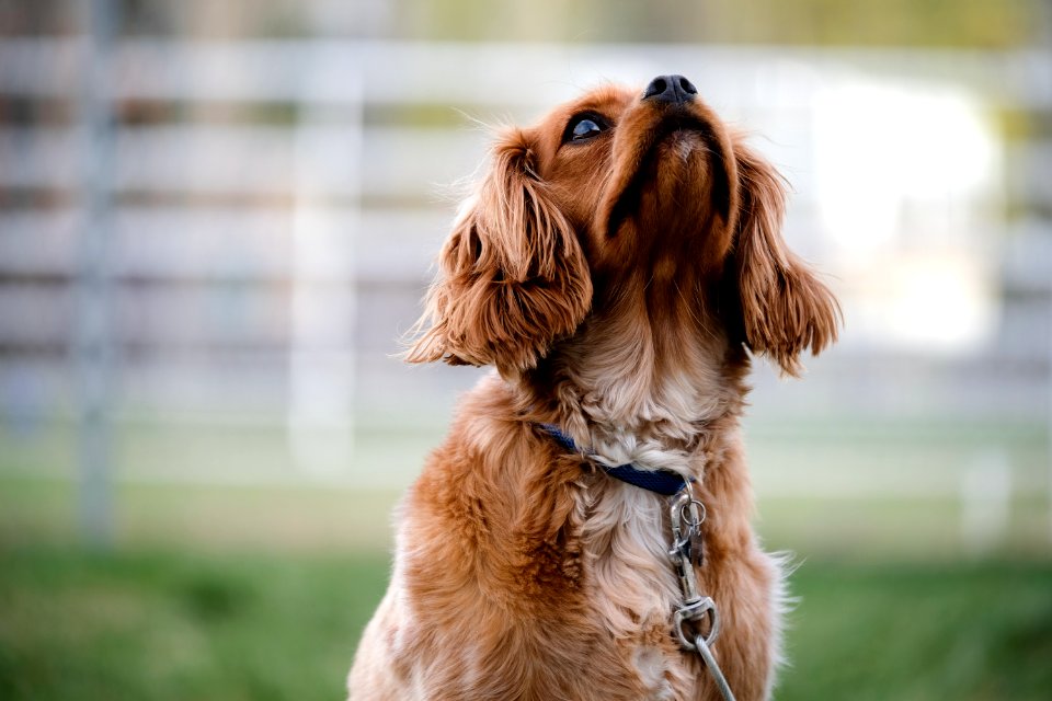 Dog Dog Breed Dog Like Mammal Snout