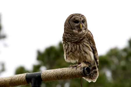 Owl Bird Fauna Beak photo
