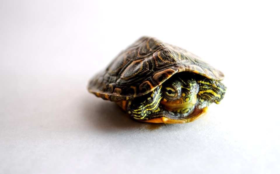 Turtle Emydidae Reptile Tortoise