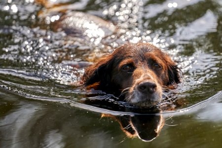 Dog Water Dog Like Mammal Dog Breed photo
