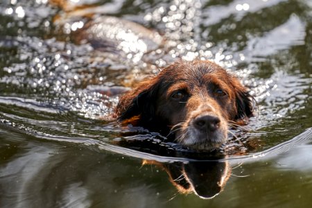 Dog Water Dog Like Mammal Dog Breed