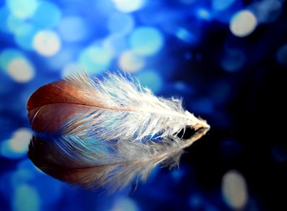 Blue Feather Close Up Macro Photography