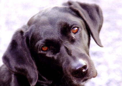 Dog Dog Breed Labrador Retriever Dog Like Mammal photo