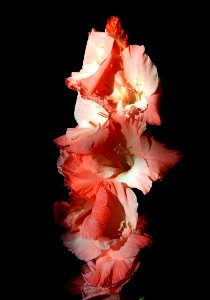 Flower Flowering Plant Pink Gladiolus photo