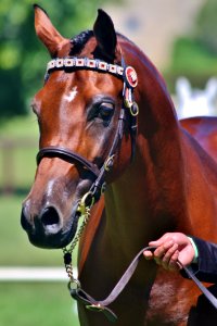 Horse Bridle Halter Horse Harness photo