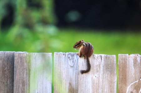 Fauna Wildlife Chipmunk Squirrel photo