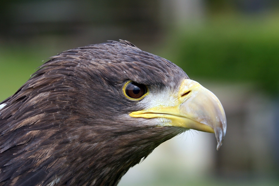 Feather predator portrait
