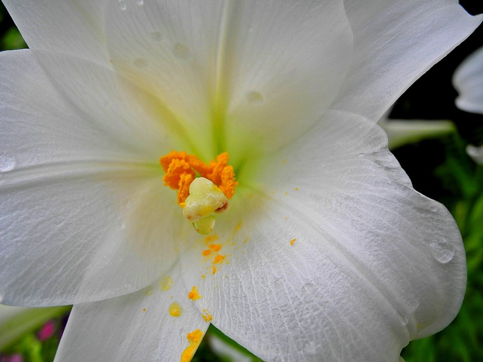 Flower White Yellow Flora