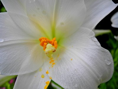 Flower White Yellow Flora photo