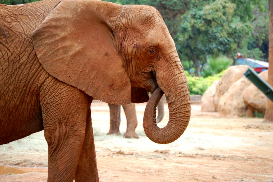 Elephant Elephants And Mammoths Indian Elephant Terrestrial Animal