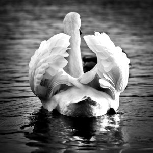 Water White Swan Black And White photo
