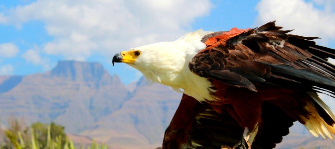Bird Of Prey Bird Eagle Beak photo