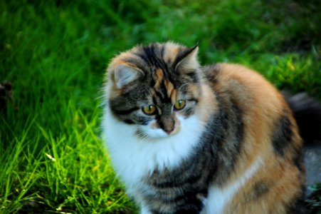 Cat Mammal Fauna Whiskers photo