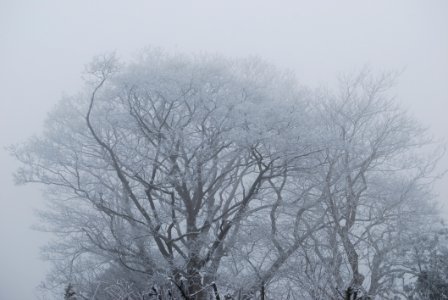 Branch Tree Fog Sky photo