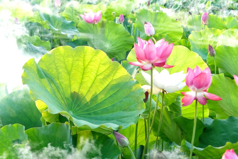 Flower Plant Lotus Sacred Lotus
