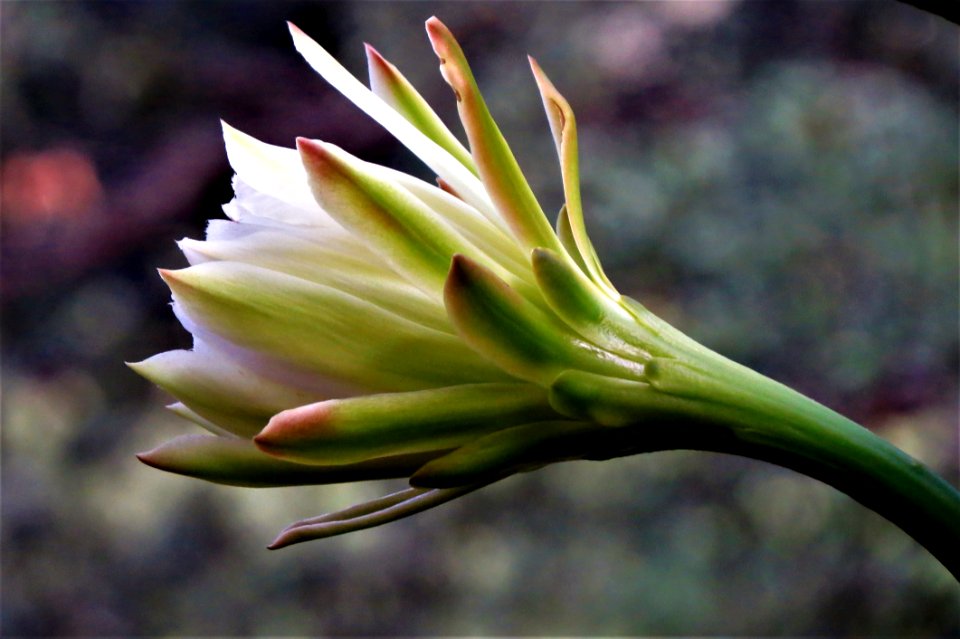 Plant Flora Flower Close Up