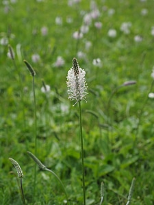 Meadow flowers blossom photo