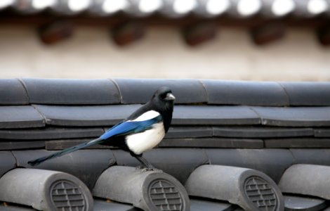 Bird Beak
