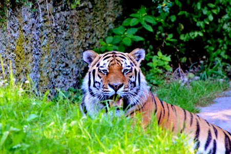 Tiger Wildlife Mammal Grass photo