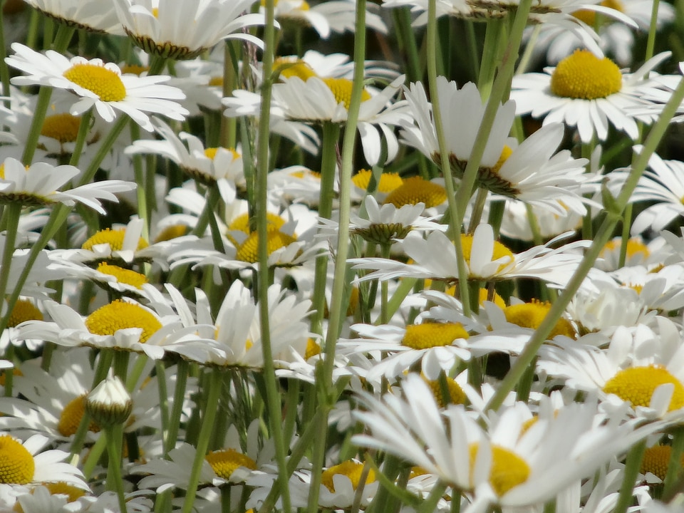 Meadow summer daisy