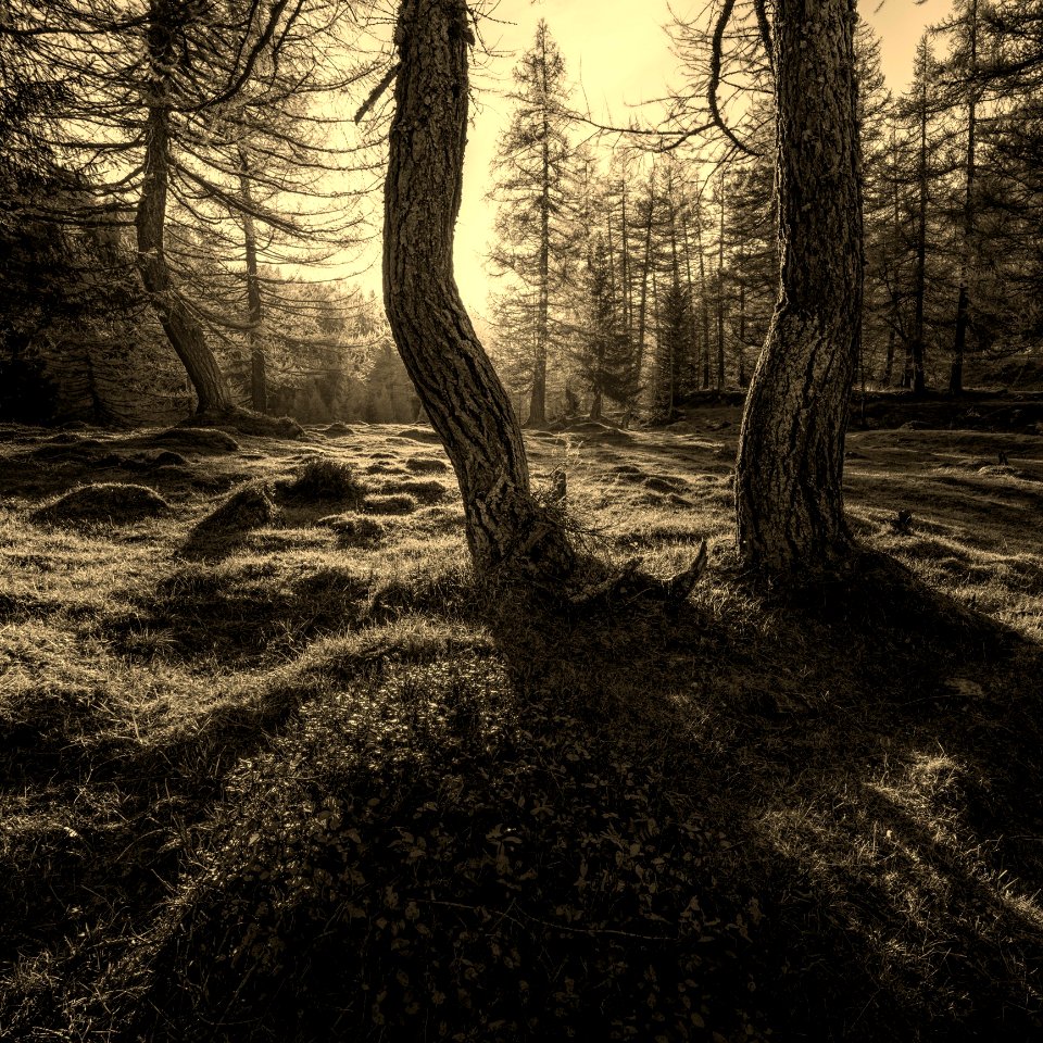 Woodland Tree Forest Nature
