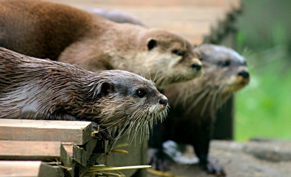 Mammal Otter Fauna Mustelidae