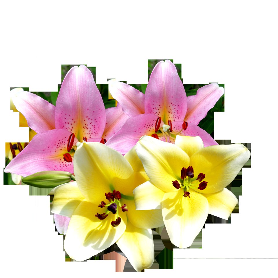 Flower Flowering Plant Lily Plant