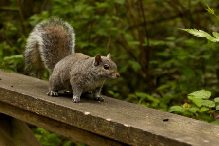 Squirrel Fauna Mammal Rodent photo