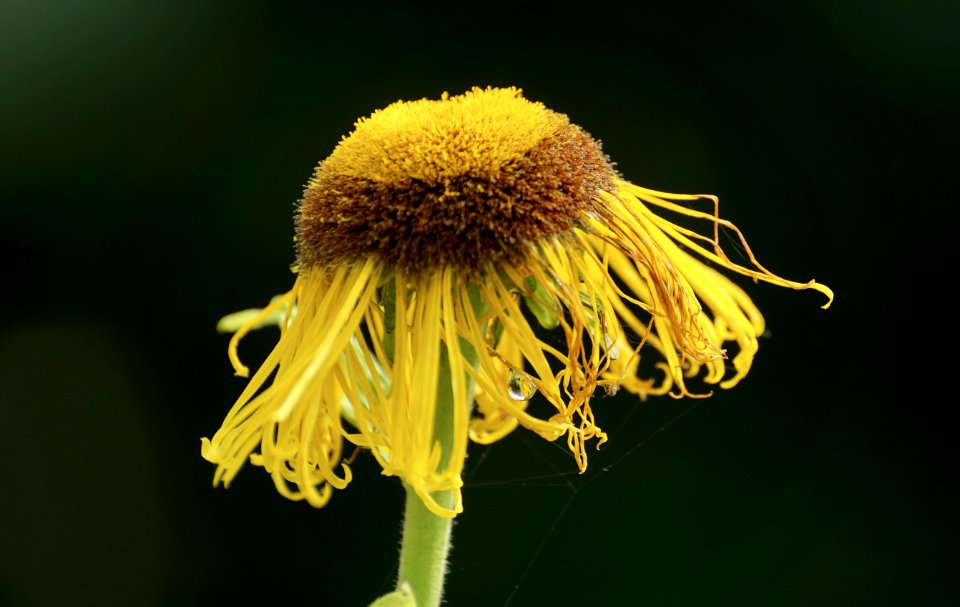 Flower Yellow Flora Macro Photography