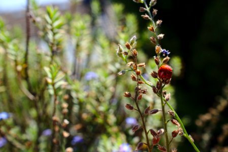 Plant Flora Herb Spring