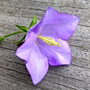 Flower Violet Flora Purple