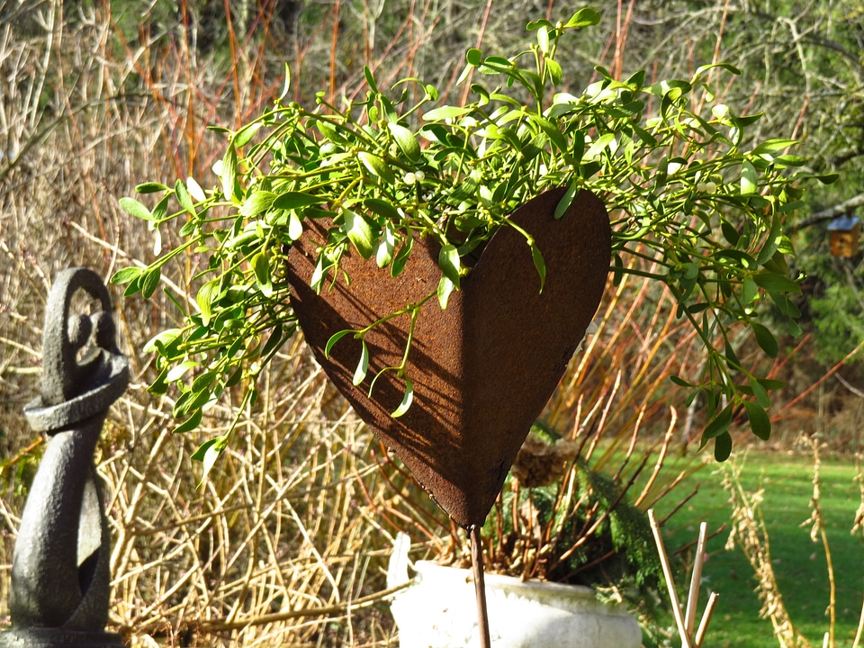Mistletoe viscum plant