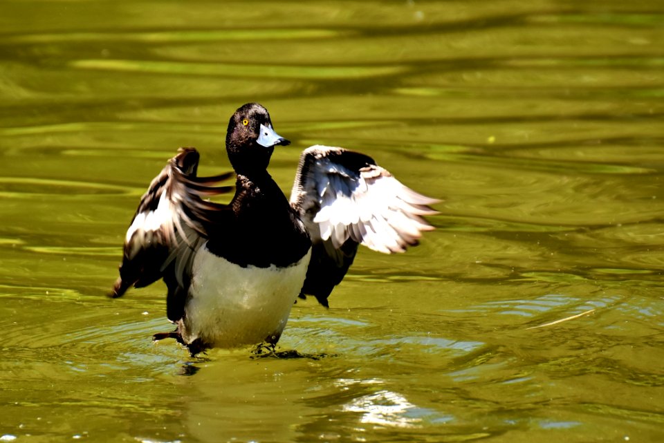 Bird Duck Water Bird Beak