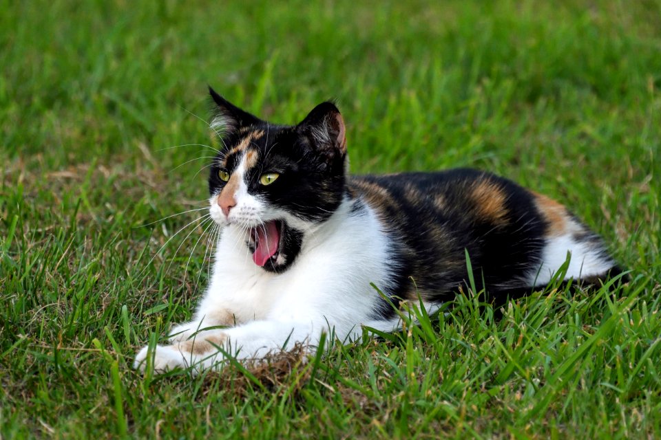Cat Fauna Small To Medium Sized Cats Whiskers