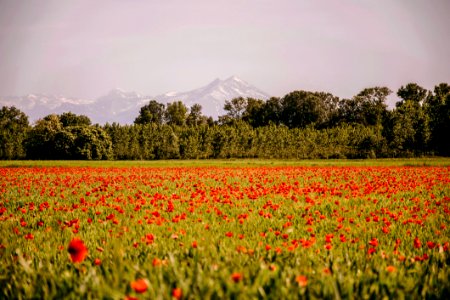 A Field Of Red Flowers photo