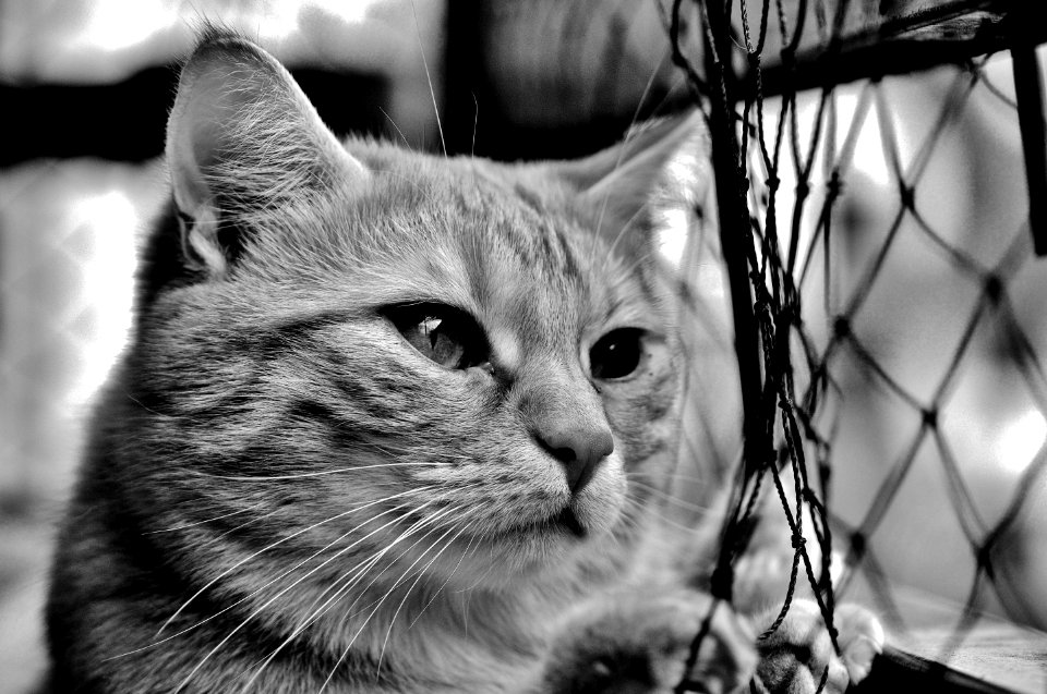 Cat Whiskers Black And White Black