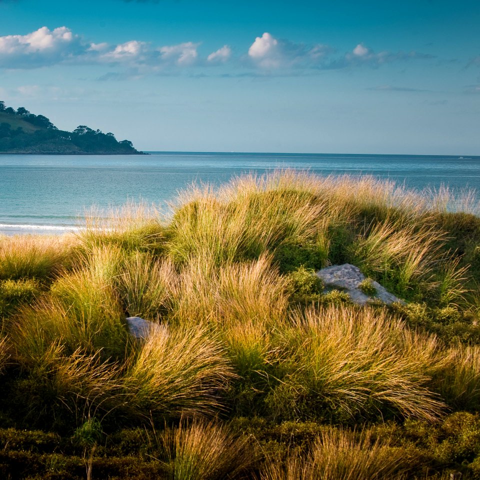 Beach Grass Green