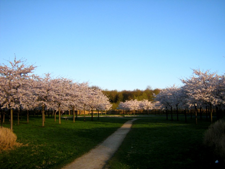 Blossom Park In Bloom