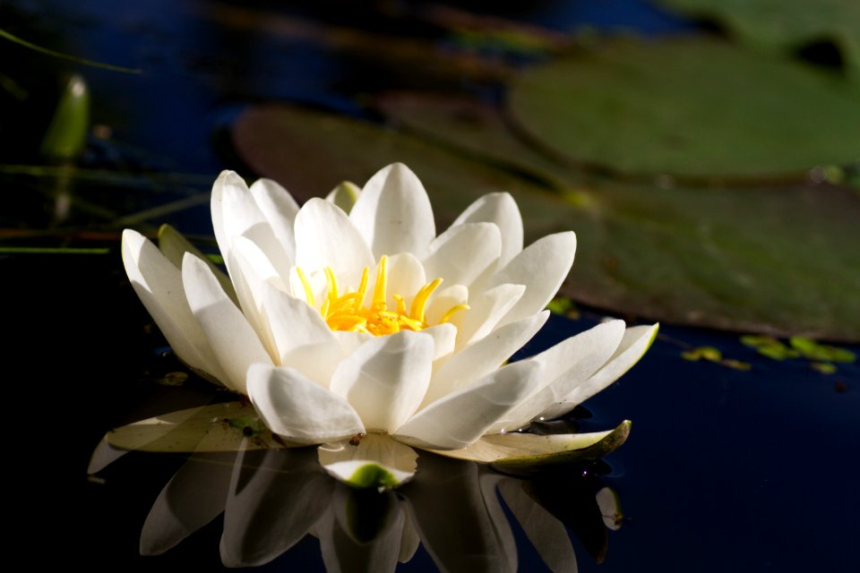 Flower White Flora Yellow