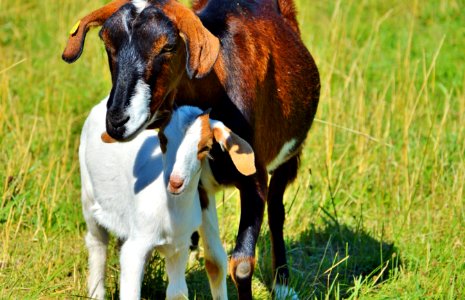 Goats Goat Pasture Grazing photo