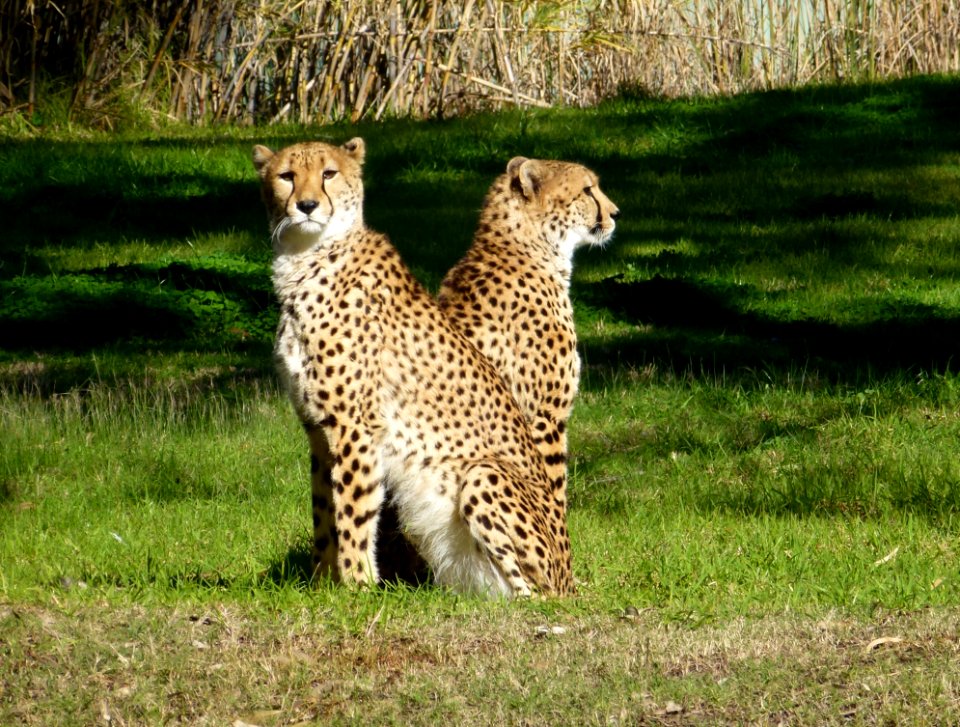 Cheetah Terrestrial Animal Wildlife Mammal