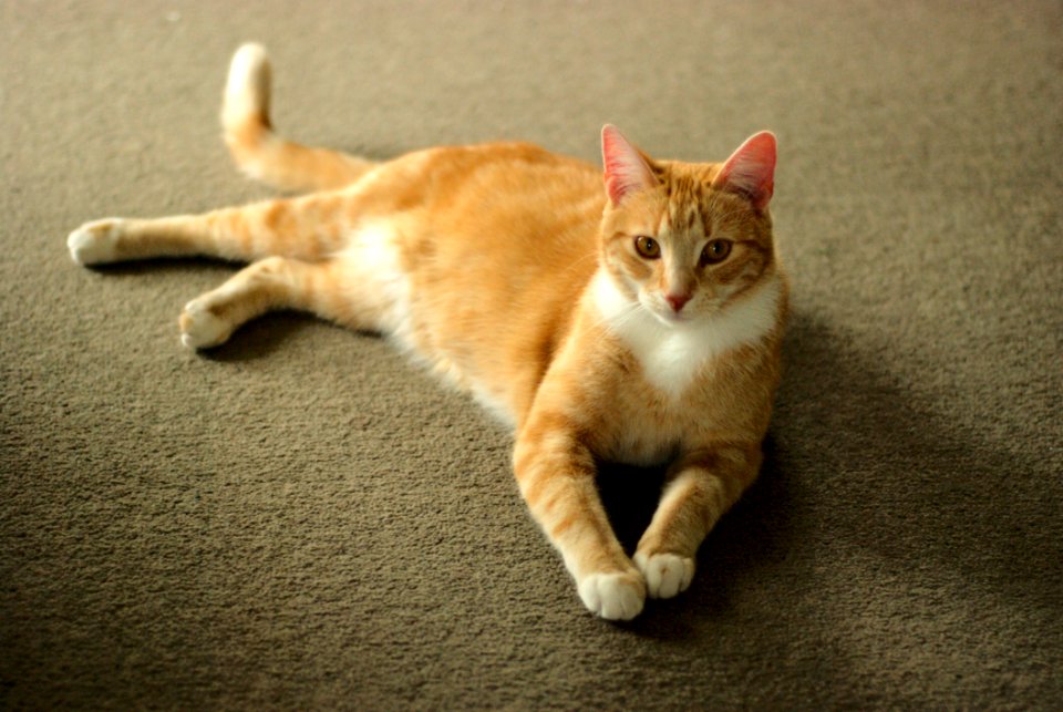 Cat Whiskers Small To Medium Sized Cats Mammal
