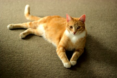 Cat Whiskers Small To Medium Sized Cats Mammal