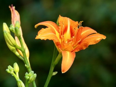 Flower Lily Flora Daylily photo