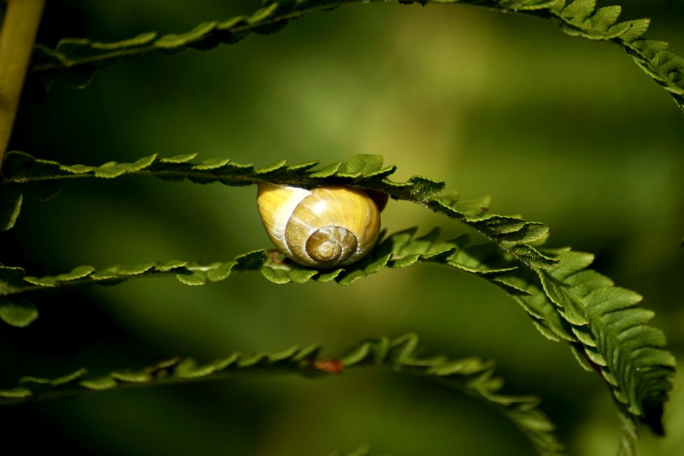 Leaf Close Up Branch Twig photo