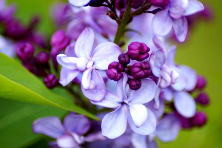 Flower Purple Flora Lilac