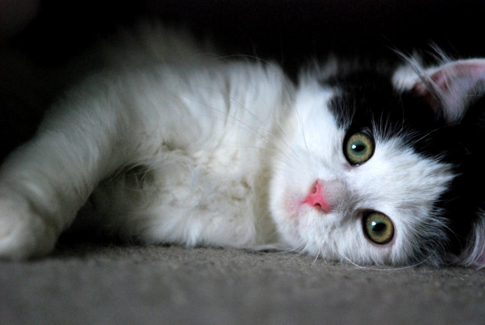 Cat Whiskers Mammal Small To Medium Sized Cats